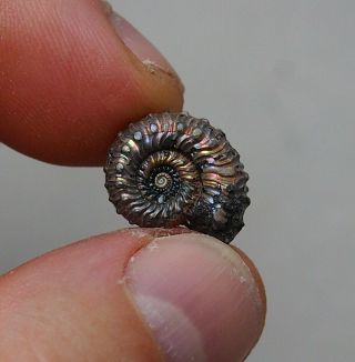 16mm Kosmoceras Pyrite Ammonite Fossils Callovian Fossilien Russia pendant 3