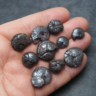 10x Goniatite 12 - 24mm Hematite Devonian Mineral Fossil Ammonite
