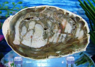 Petrified Wood Complete Round Slab W/bark Exotic Green And Salmon W/white Bark