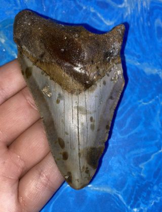 Huge 4.  05” Megalodon Shark Tooth Teeth Big Fossil Meg Scuba Diver Direct 1265