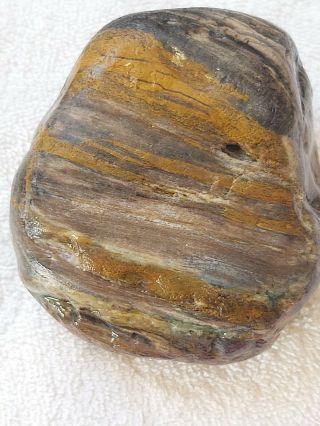 Montana Petrified Wood With Crystallization And Colors
