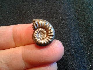 French Pyrite Ammonite - - Dumortiera Explanata - - 19mm - - Jurassic