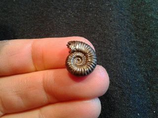 French Pyrite Ammonite - - Dumortiera Striatulocostata - - 16mm - - Jurassic