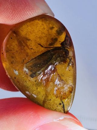 2.  82g Unknown Big Bug Burmite Myanmar Burmese Amber Insect Fossil Dinosaur Age