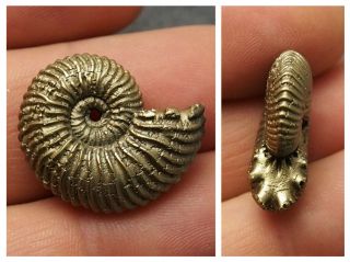 25mm Quenstedtoceras Pyrite Ammonite Fossils Callovian Fossilien Pendant