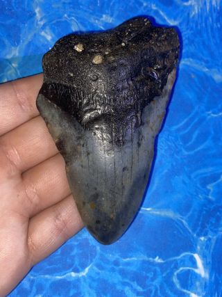 Huge 4.  05” Megalodon Shark Tooth Teeth Big Fossil Meg Scuba Diver Direct 1234