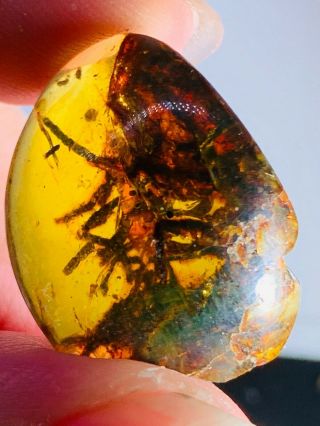 2.  25g Unknown Plant Burmite Myanmar Burmese Amber Insect Fossil Dinosaur Age