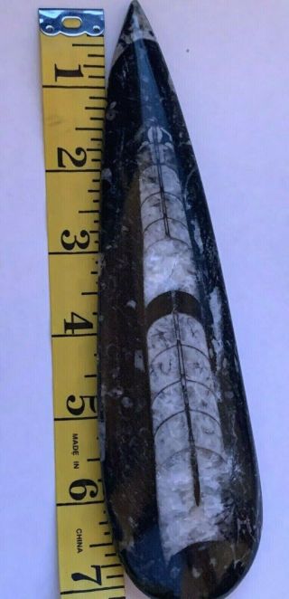 Orthoceras Fossil 7 Inches From Morocco