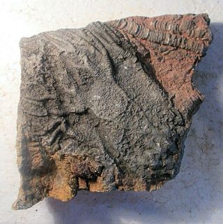 Fine 11cm near complete crown of Scaphocrinites cf elegans: U.  Silurian,  Morocco 3