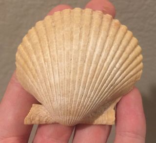 California Fossil Bivalve Pecten Stearnsii Pliocene Fossil Age Shell Clam