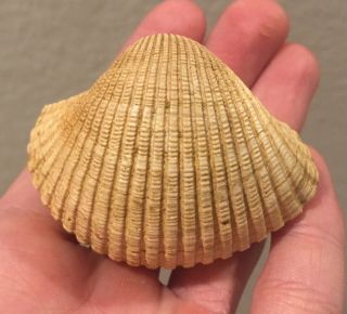 France Fossil Bivalve Arca Fichteli Miocene Megalodon Age Shell Clam