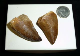 Mosasaur Teeth Fossil Specimens Africa 26 Grams