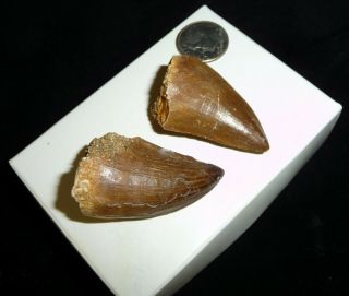 Mosasaur Teeth Fossil Specimens Africa 26 grams 2