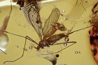 Crane Fly Limoniidae Fossil Inclusion Baltic Amber 201015 - 35,  Img