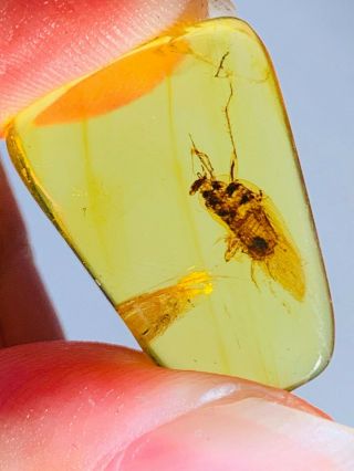 1.  45g Adult Cockroach Burmite Myanmar Burmese Amber Insect Fossil Dinosaur Age