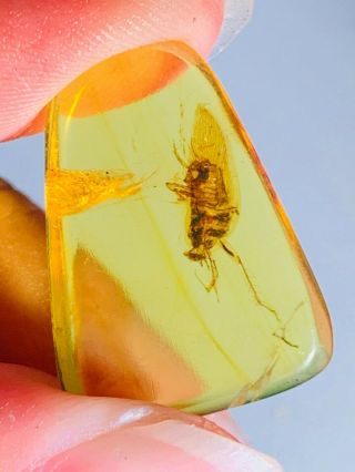 1.  45g adult cockroach Burmite Myanmar Burmese Amber insect fossil dinosaur age 2