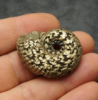 40mm Ammonite Pyrite Mineral Fossil Fossilien Ammoniten France Golden
