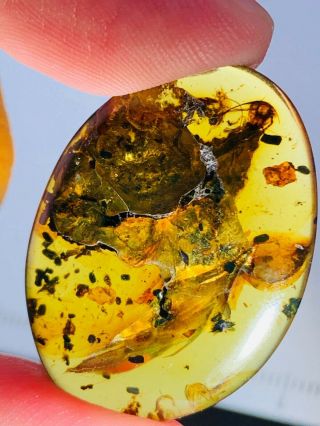 2.  37g Unknown Bug On Plant Burmite Myanmar Amber Insect Fossil Dinosaur Age