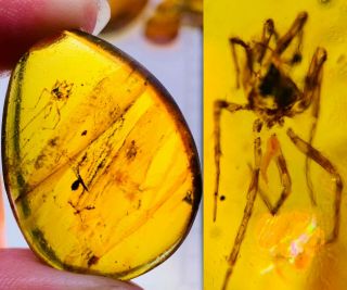 4.  87g Arachnida Spider Burmite Myanmar Burmese Amber Insect Fossil Dinosaur Age