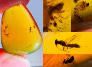 Wasp&stinkbug&fly&larva Burmite Myanmar Burmese Amber Insect Fossil Dinosaur Age
