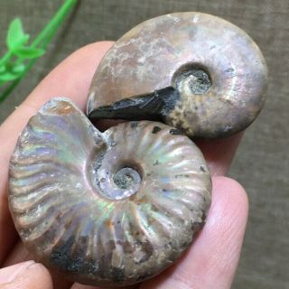 Nature Rainbow Iridescent Ammonite Shell Specimen Madagascar 32g 34 - 40mm B814