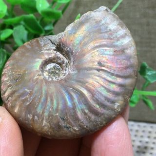 Nature Rainbow Iridescent Ammonite Shell Specimen Madagascar 37g 49 41 15mm B813