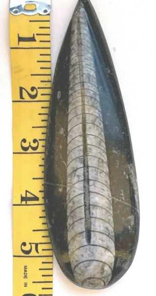 Orthoceras Fossil 5.  5 Inches From Morocco