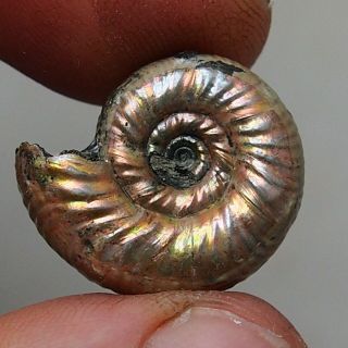 22mm Grossouvria Sp.  Pyrite Ammonite Fossils Fossilien Russia Pendant