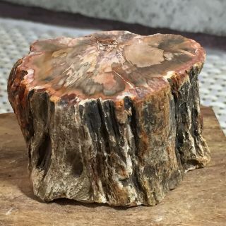 Polished Petrified Wood Crystal Slice Madagascar 81g A179