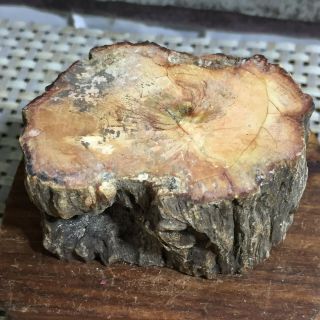 Polished Petrified Wood Crystal Slice Madagascar 81g A207