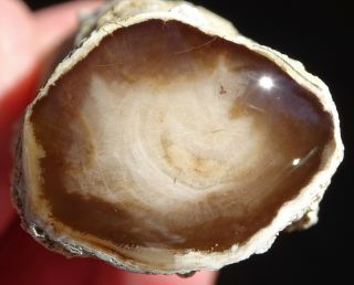 Mw: Petrified Wood Conifer Root - Washington - Dome Polished Limb