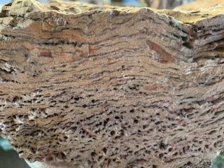 Petrified Wood Bark Perfect Details 10.  75 Lbs