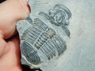 A Larger 100 Natural Cambrian Era Elrathia Trilobite Fossil From Utah 88.  4gr C