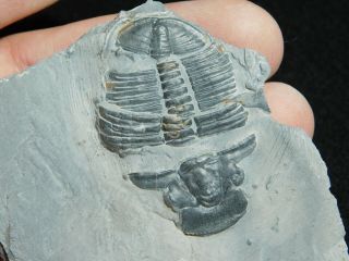 A Larger 100 Natural Cambrian Era Elrathia Trilobite Fossil From Utah 88.  4gr C 2