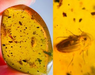 3.  66g Coleoptera Beetle Burmite Myanmar Burmese Amber Insect Fossil Dinosaur Age