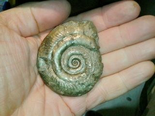 French Pyrite Ammonite - - Hildoceras Angustisiphonatum - - - 5 Cm - - - Jurassic