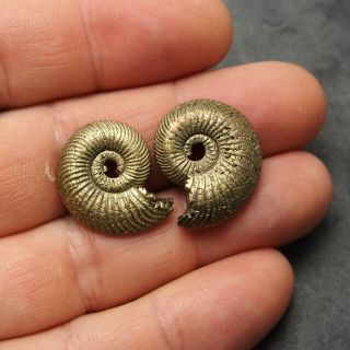 2x Quenstedtoceras 24 - 25mm Pyrite Ammonite Fossils Callovian Fossilien Pendant