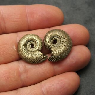 2x Quenstedtoceras 24 - 25mm Pyrite Ammonite Fossils Callovian Fossilien pendant 2
