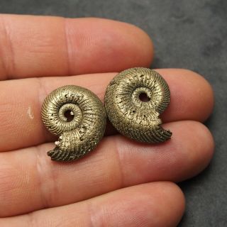 2x Quenstedtoceras 24 - 25mm Pyrite Ammonite Fossils Callovian Fossilien pendant 3