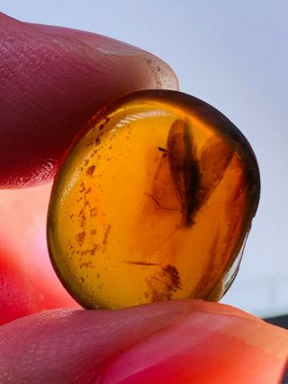 1.  08g Trichoptera Phryganeid Burmite Myanmar Amber Insect Fossil Dinosaur Age