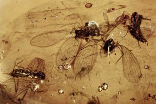 Swarm Of 6 Moth Flies Psychodidae Fossil Baltic Amber 200917 - 00,  Img