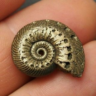 22mm Quenstedtoceras Pyrite Ammonite Fossils Fossilien Russia Pendant Golden