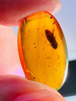 0.  92g Coleoptera Beetle Burmite Myanmar Burmese Amber Insect Fossil Dinosaur Age