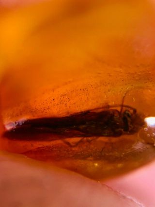 Unique Cretaceous Moth Burmite Myanmar Burmese Amber Insect Fossil Dinosaur Age