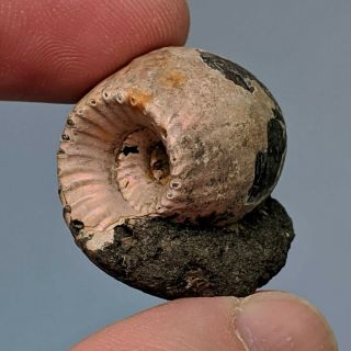 2,  6 Cm (1 In) Ammonite Erymnoceras Pyrite Jurassic Russia Fossil Ammonit