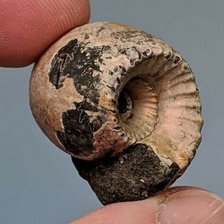 2,  6 cm (1 in) Ammonite Erymnoceras pyrite jurassic Russia fossil ammonit 2