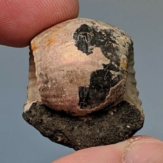 2,  6 cm (1 in) Ammonite Erymnoceras pyrite jurassic Russia fossil ammonit 3