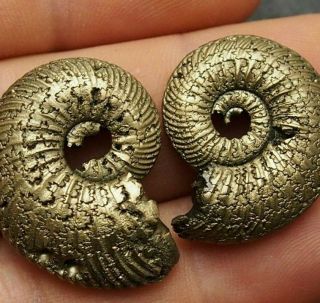 2x Quenstedtoceras 26 - 29mm Pyrite Ammonite Fossils Fossilien Russia Golden
