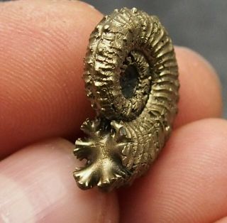 24mm Kosmoceras Pyrite Ammonite Fossils Fossilien Russia Pendant Golden