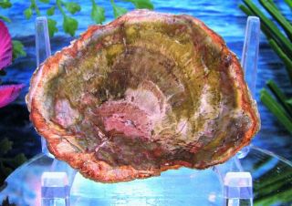 Petrified Wood Complete Round Slab W/bark Wild Olive - Green Pink Gold Bronze